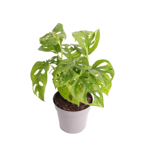 TOMASZEWSKI Monstera 'Monkey Mask'