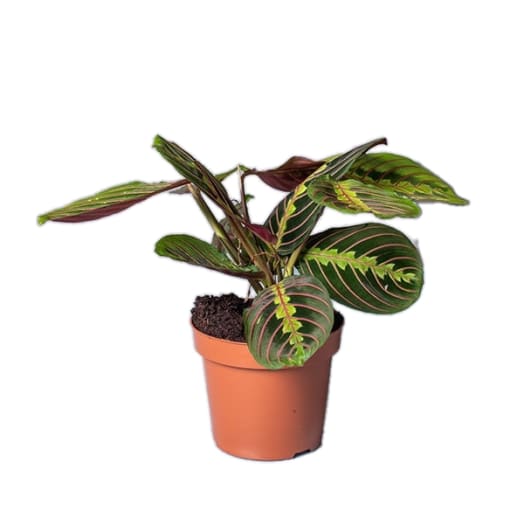 TOMASZEWSKI Maranta tricolor