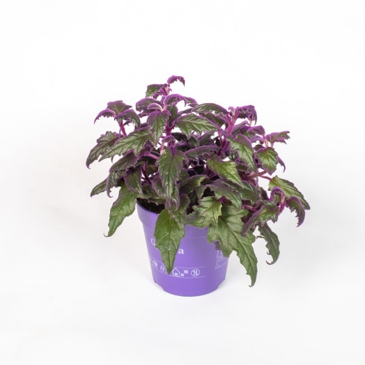 TOMASZEWSKI Ginura 'Purple Passion'