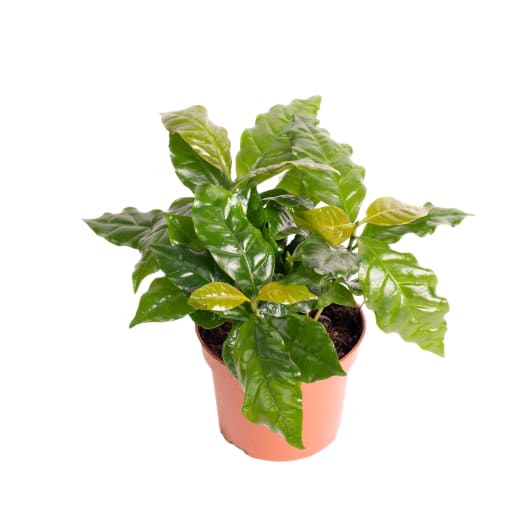 TOMASZEWSKI Kawa arabica